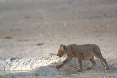 Afrika çölündeki aslan.