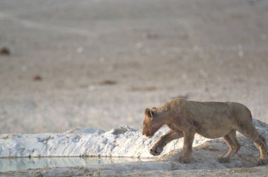 Botswana 'daki Chobe Ulusal Parkı' nda su içen beyaz bir aslan..