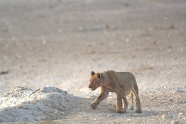 Etoşa Ulusal Parkı, Namibya 'da genç bir Afrika aslanının yakın plan fotoğrafı.