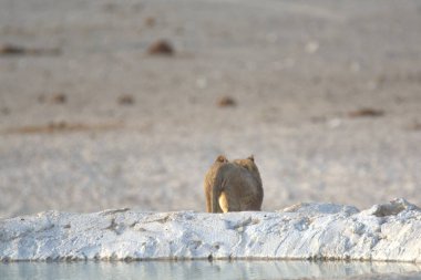 Kutup ayısı vahşi