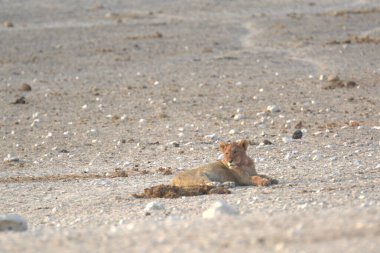 Bir sincap kumlu bir zeminde