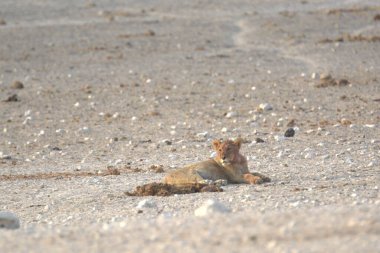 Yere sincap düştü.