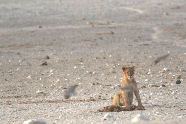 Sevimli bir sincap denizin ortasında yerde oturuyor..