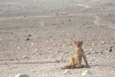 Çöldeki kırmızı sincap