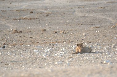 Kumda bir sincap
