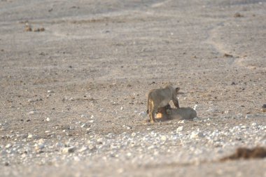 Çölde vahşi bir köpek