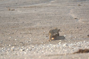 Çöldeki şirin bir sincabın yakın plan fotoğrafı.