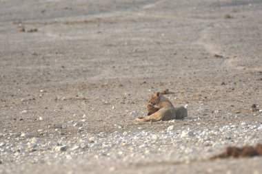 Genç bir aslanın kumdaki yakın çekimi.