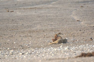 Kumdaki sevimli yavru sincap.