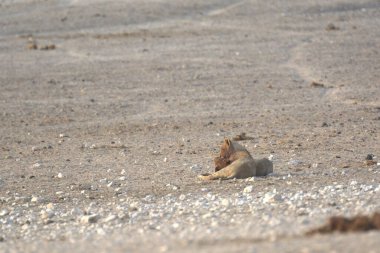 Aslan foku, patagonya, Arjantin