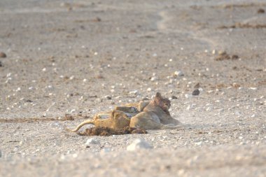 Sincap yerde yatıyor.