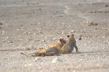 Aslan (panthera leo) - etosha Ulusal Park namibya