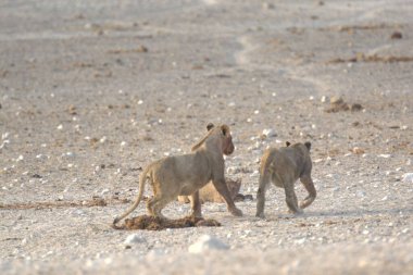 Namibya 'daki Etoşa Ulusal Parkı' nda vahşi bir aslan.