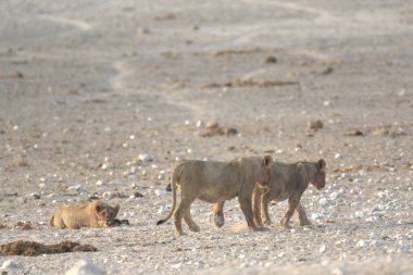Çölde vahşi bir at sürüsü