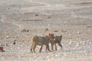 Etoşa 'da kırmızı aslan, namibya