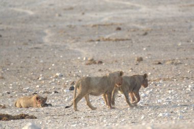Afrika aslanı (Panthera leo), Panthera leo familyasından bir aslan cinsidir.