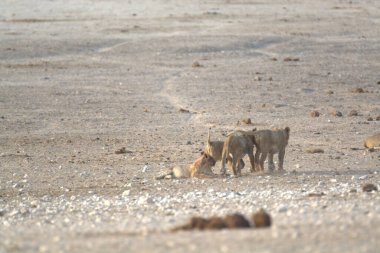 Çölde bir grup vahşi köpek.