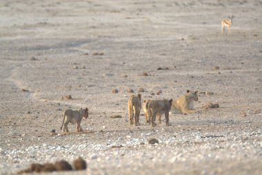Kumlu çölde vahşi köpekler