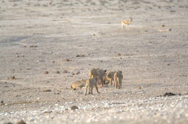 savana vahşi hayvanlar