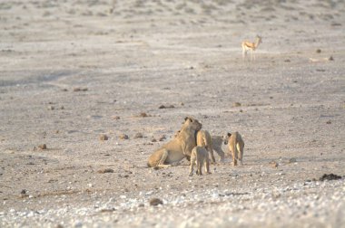 Kumlu zemindeki vahşi geyikler