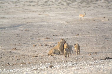 Namibya, Afrika 'da bir grup aslan.