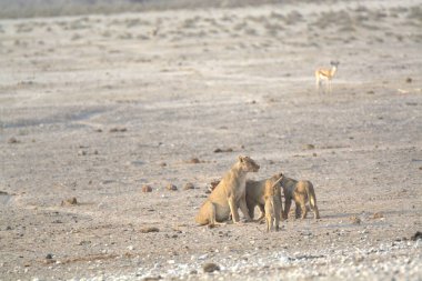 savana vahşi hayvanlar