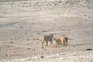 Çöldeki bir grup vahşi hayvan.