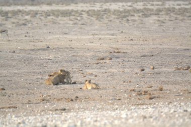 Namibya bozkırındaki aslan.