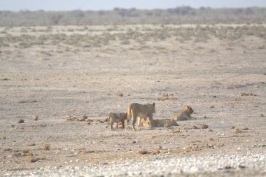 Namibya çölünde Etoşa 'nın kumlarında yürüyen bir grup vahşi aslan.