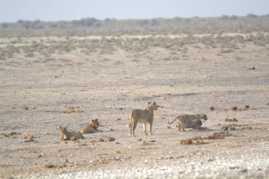 Çöldeki vahşi hayvan sürüsü.