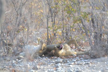 Ormandaki beyaz aslan