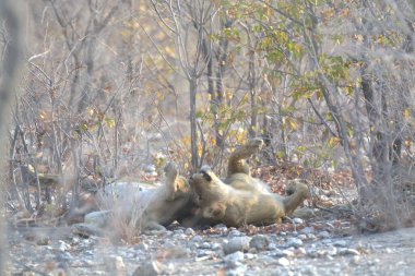Ormandaki güzel bir beyaz ayının yakın çekimi.