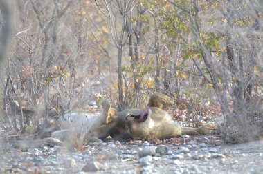 Şirin bir köpeğin yakın plan fotoğrafı.