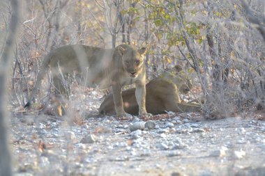 Aslanlar ormanın içinde