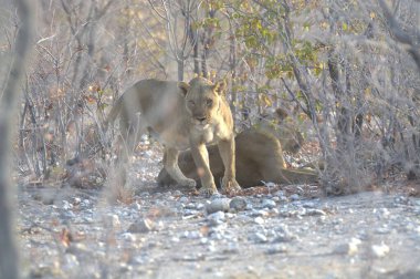 Ormanda bir çift vahşi hayvan.