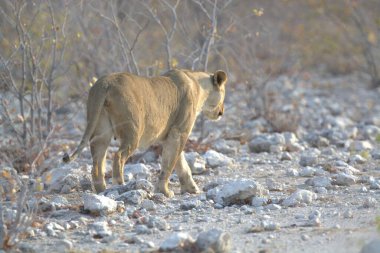Etoşa Ulusal Parkı, Namibya 'da aslan