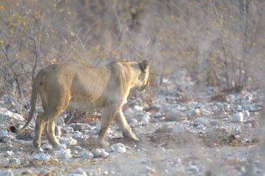Beyaz aslan vahşi doğada.