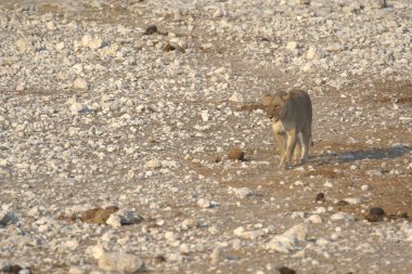 Çölde bir köpek yürüyor.