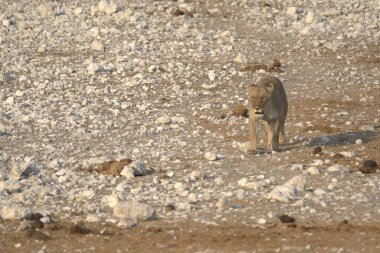 Afrika aslanı, panthera leo, bekar erkek, tanzanya
