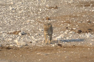 Yerde oturan bir aslan.