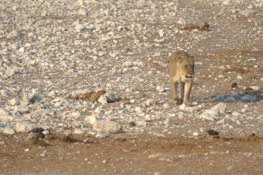 Köpek sokakta yürüyor.