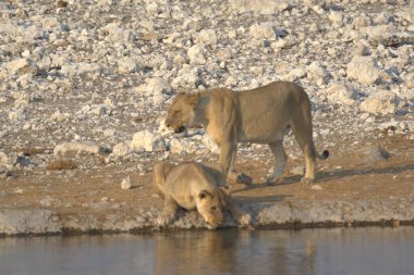 Sudaki vahşi aslanlar
