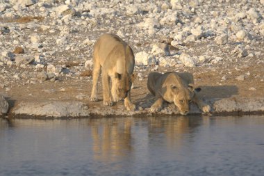 Afrika fili içme suyu