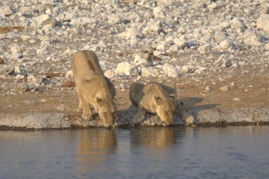 Suda bir grup vahşi at.