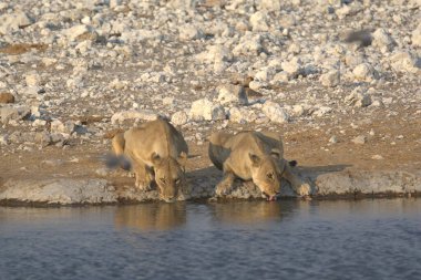Beyaz fil içme suyu