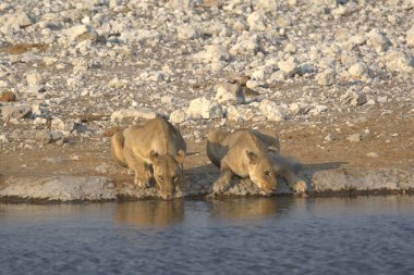 Beyaz bir kutup ayısının yakın plan fotoğrafı.