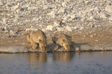 Sudaki beyaz kutup ayısı