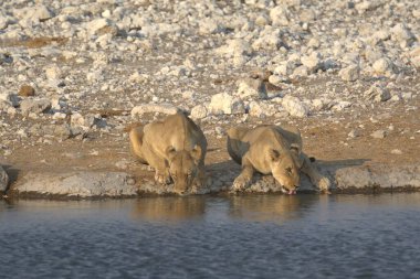 Kuzey Denizi 'nde kutup ayısı (ursus maritimus), Norveç svalbard, svalbard