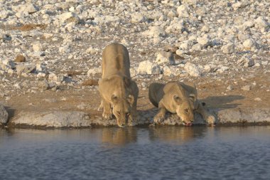 Savanadaki bir grup vahşi hayvan.