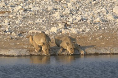Sudaki bir grup beyaz ayı.